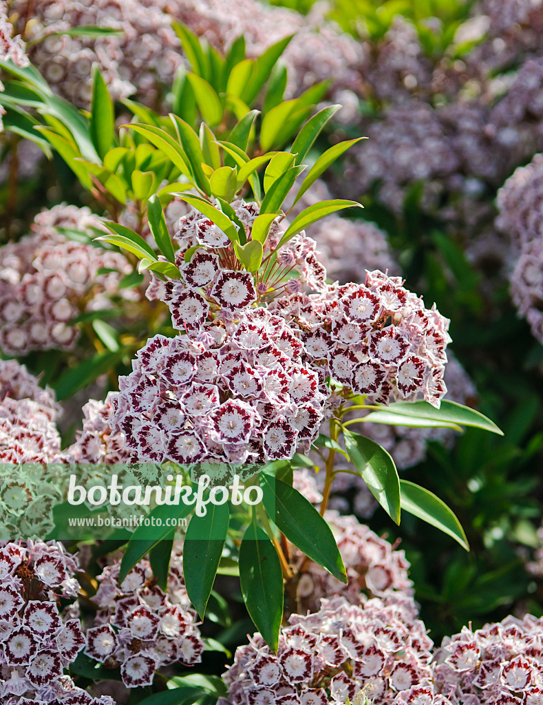 502236 - Breitblättrige Lorbeerrose (Kalmia latifolia 'Nani')