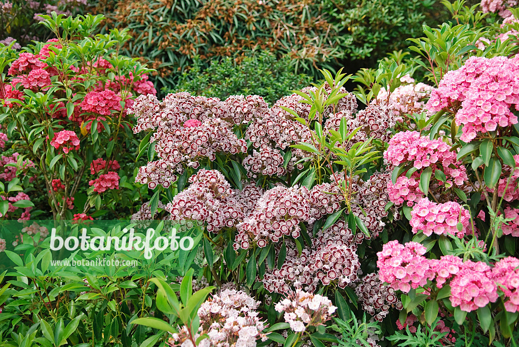 502237 - Breitblättrige Lorbeerrose (Kalmia latifolia 'Nani')