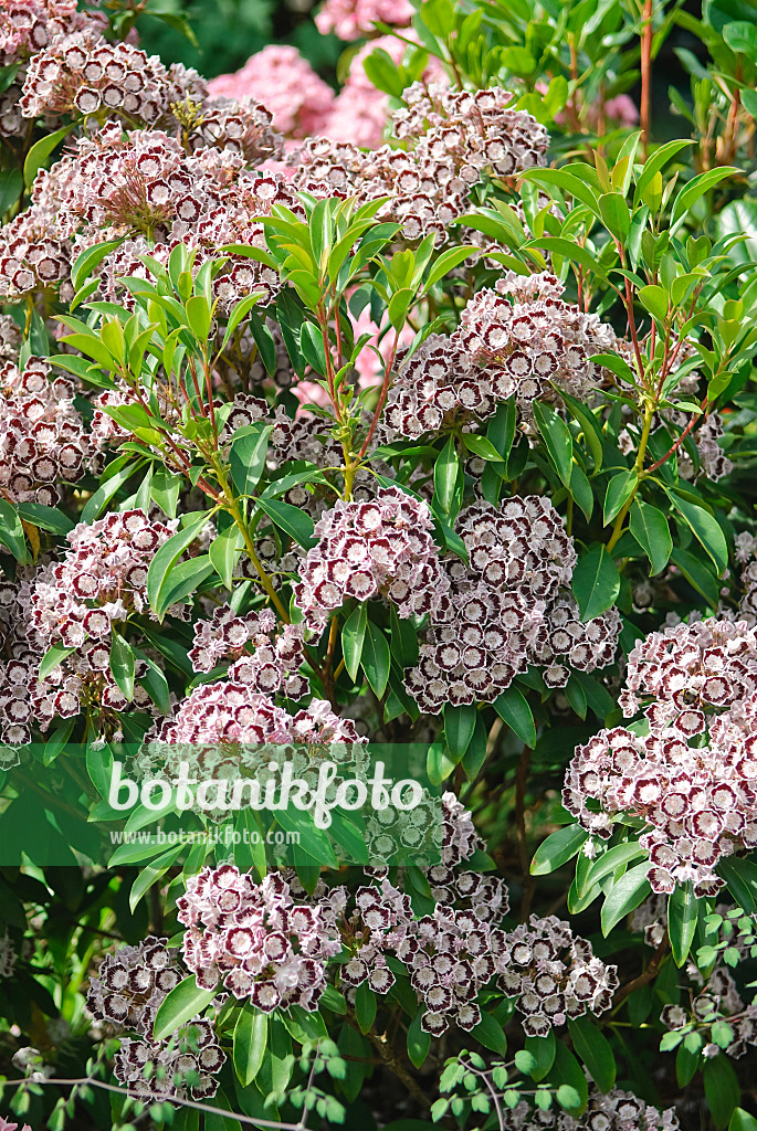 502238 - Breitblättrige Lorbeerrose (Kalmia latifolia 'Nani')