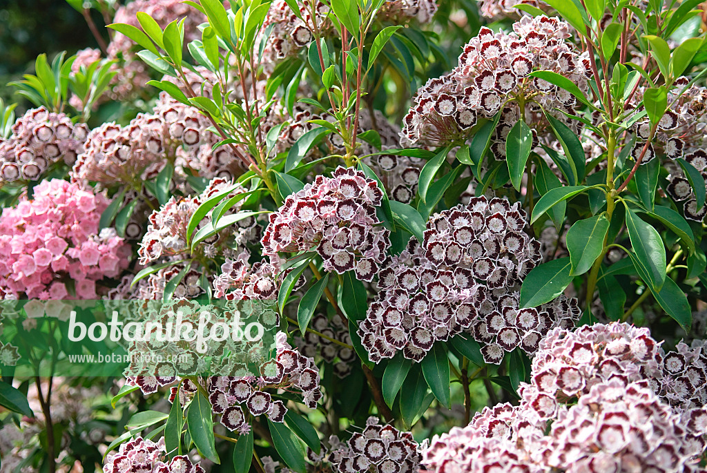 502239 - Breitblättrige Lorbeerrose (Kalmia latifolia 'Nani')