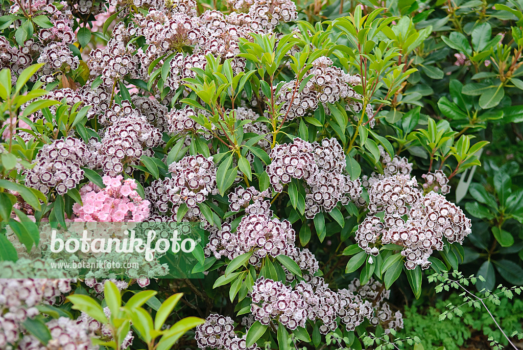 502240 - Breitblättrige Lorbeerrose (Kalmia latifolia 'Nani')