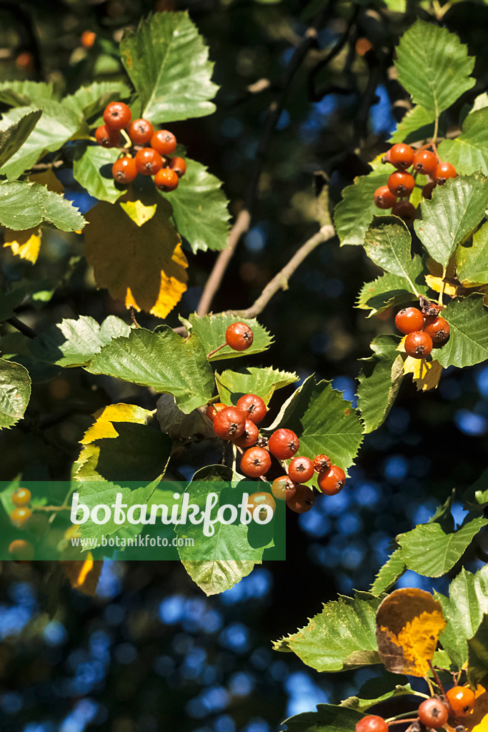 370010 - Breitblättrige Mehlbeere (Sorbus latifolia)