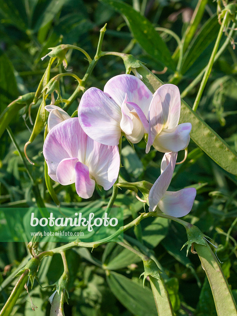 403008 - Breitblättrige Platterbse (Lathyrus latifolius)