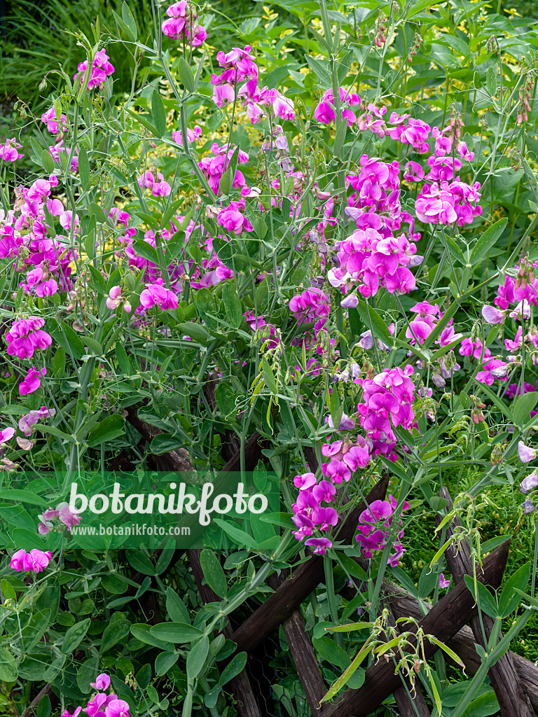 449036 - Breitblättrige Platterbse (Lathyrus latifolius)