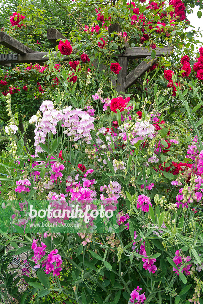 610018 - Breitblättrige Platterbse (Lathyrus latifolius) und Rose (Rosa)