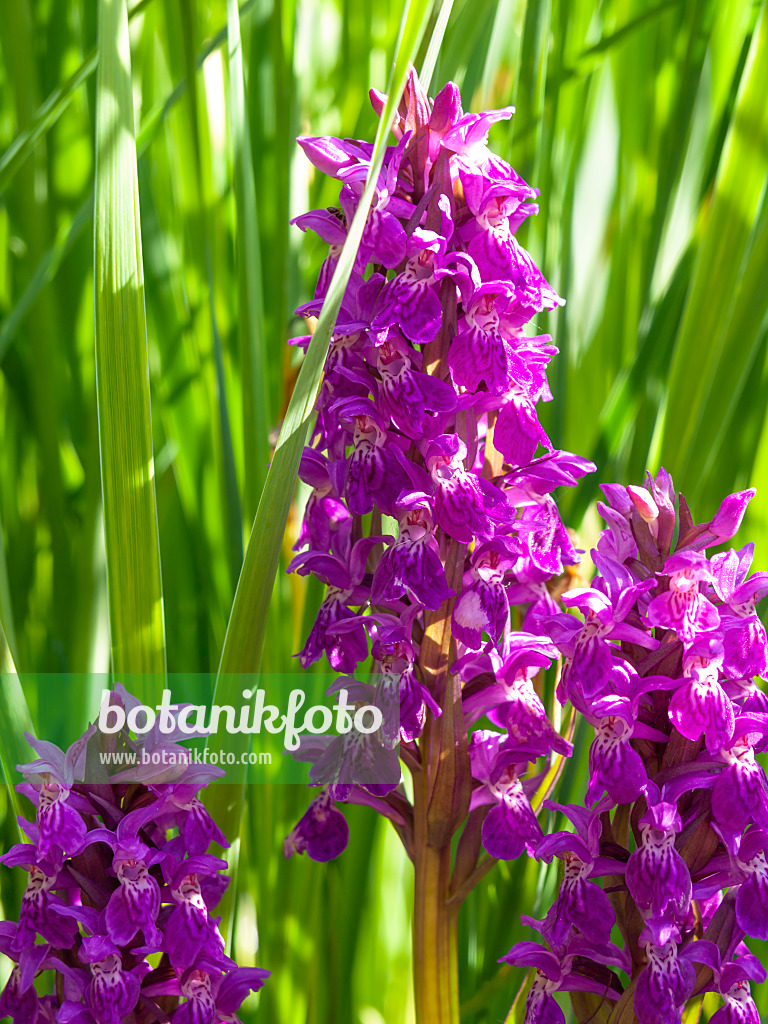 438148 - Breitblättriges Knabenkraut (Dactylorhiza majalis)