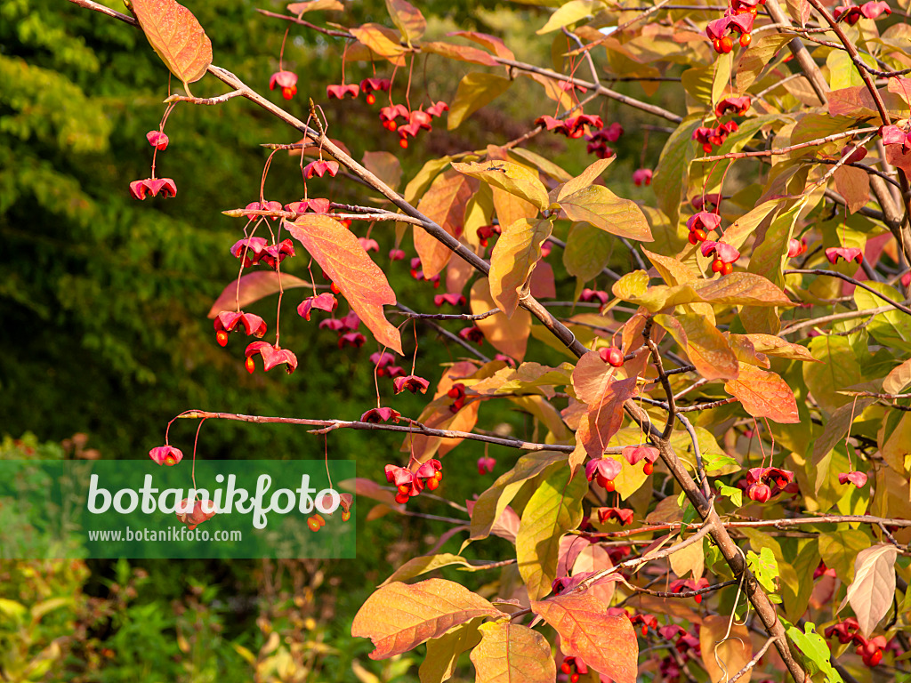 464072 - Breitblättriges Pfaffenhütchen (Euonymus latifolius)