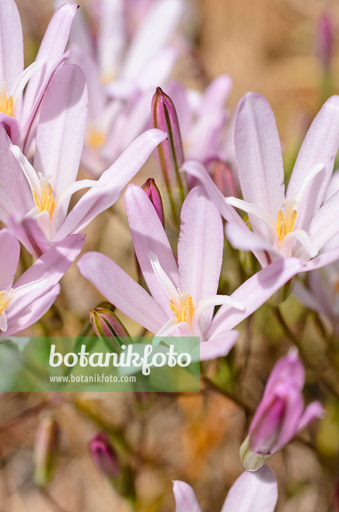 508434 - Brodiaea californica