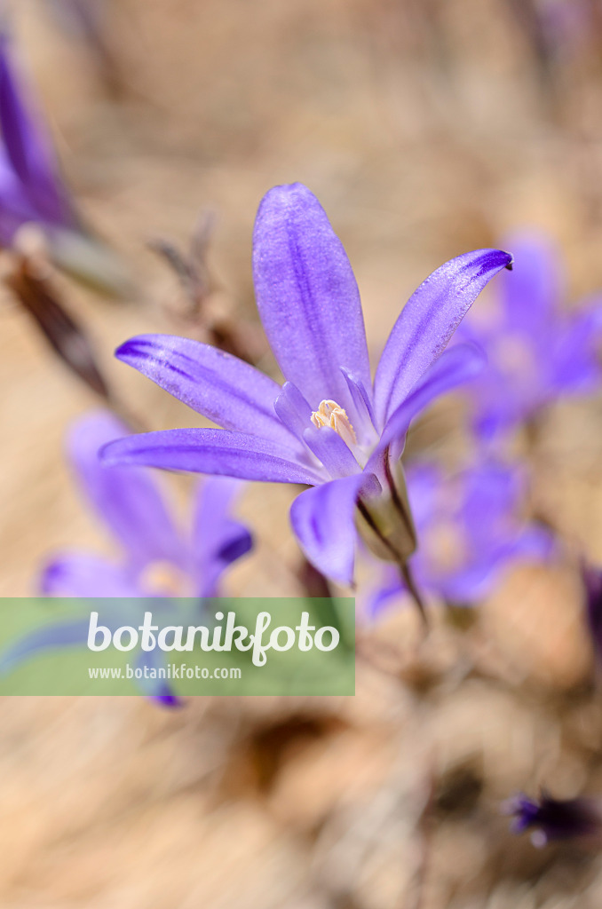 508436 - Brodiaea terrestris subsp. terrestris