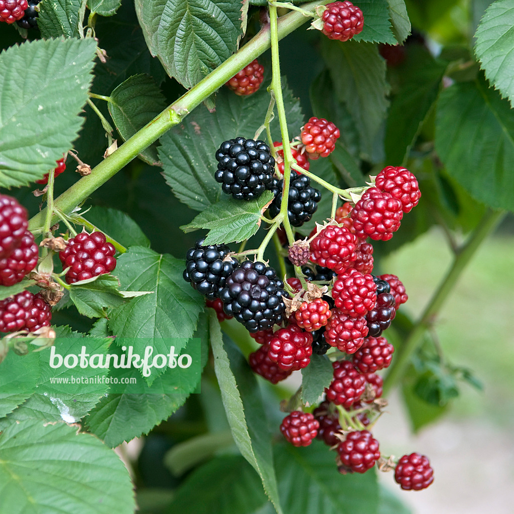 502421 - Brombeere (Rubus fruticosus 'Chester Thornless')