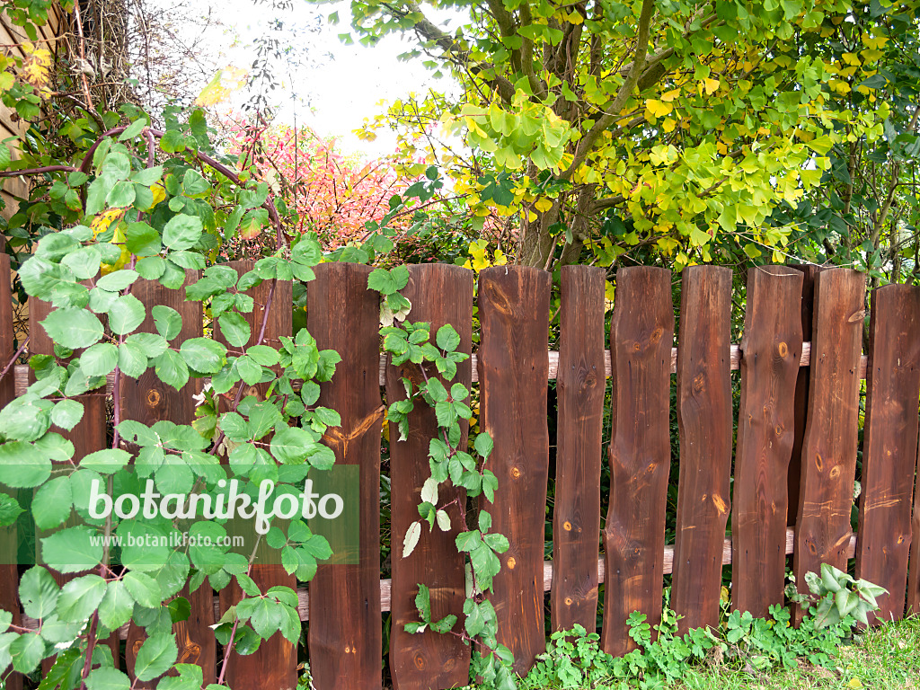 513099 - Brombeere (Rubus fruticosus) und Ginkgo (Ginkgo biloba) an einem Holzzaun