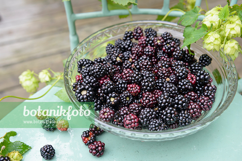 545057 - Brombeeren (Rubus fruticosus)