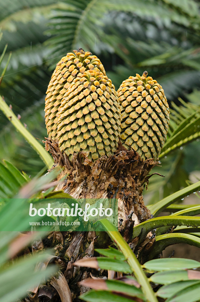 534364 - Brotpalmfarn (Encephalartos altensteinii)