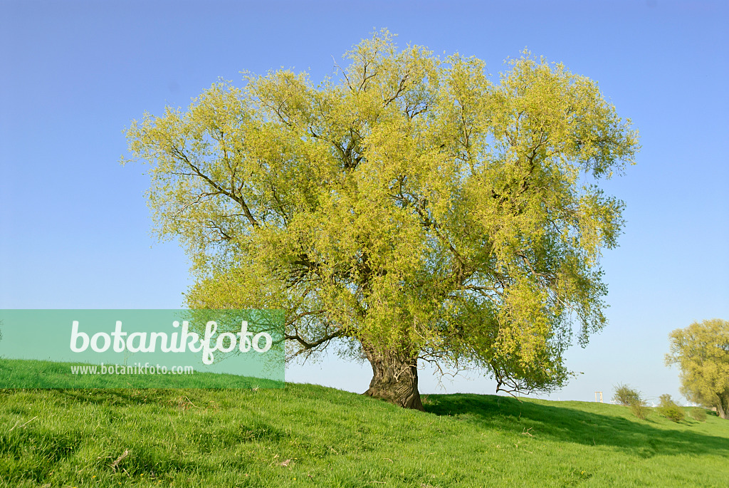 517240 - Bruchweide (Salix fragilis)