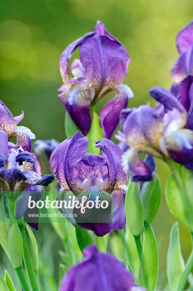 471305 - Bulgarische Schwertlilie (Iris reichenbachii)