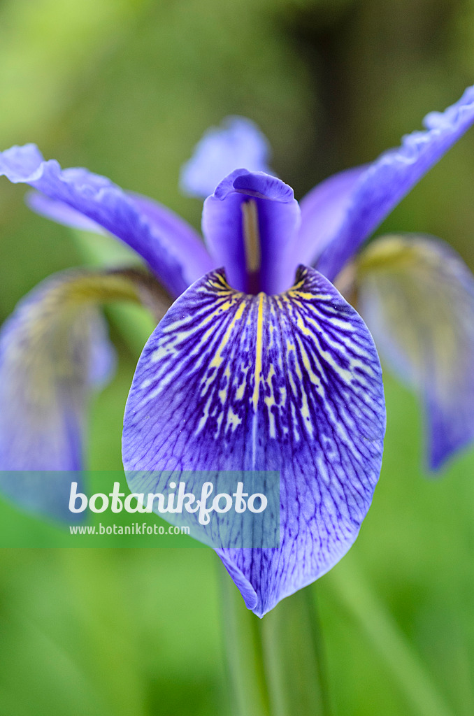 508439 - Bulleys Schwertlilie (Iris bulleyana)