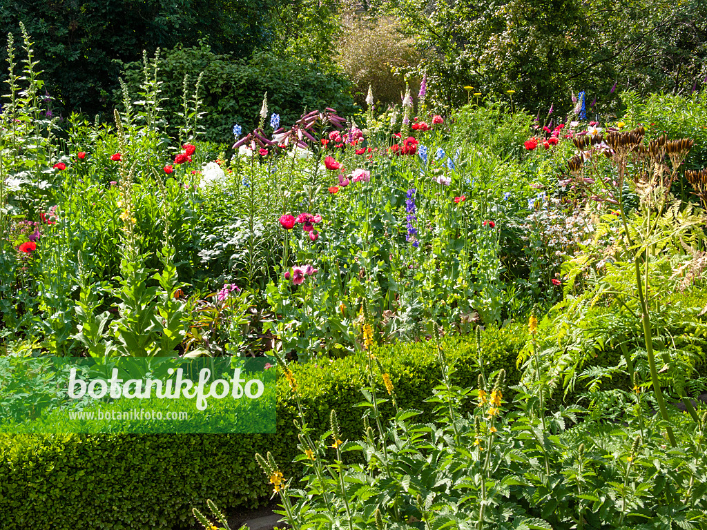 414173 - Bunter Bauerngarten mit niedriger Hecke aus Buchsbaum