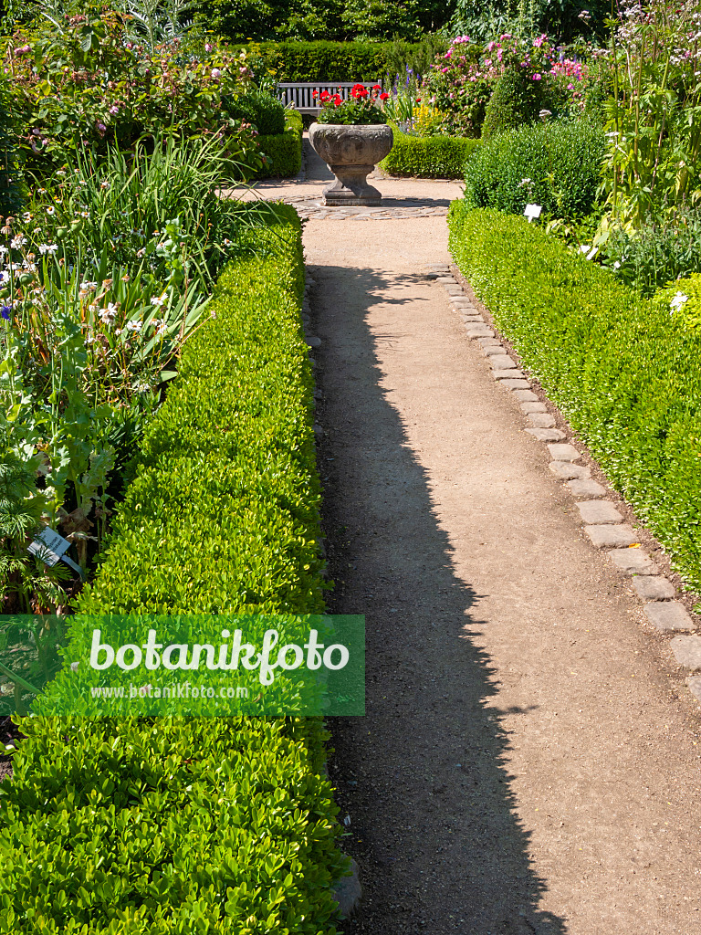 414175 - Bunter Bauerngarten mit niedriger Hecke aus Buchsbaum und großem steinernen Pflanztrog