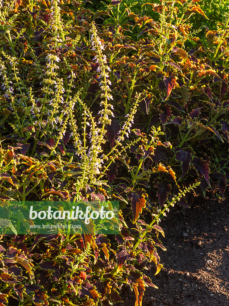 404067 - Buntnessel (Solenostemon scutellarioides syn. Coleus blumei)