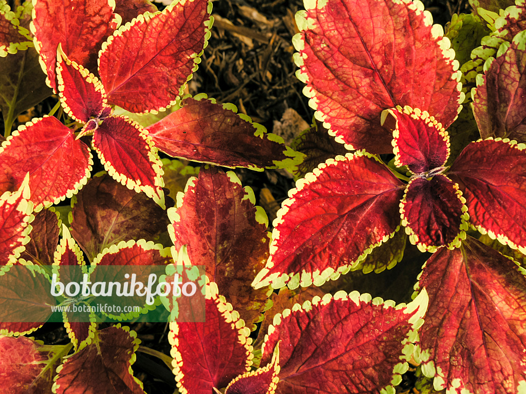 422014 - Buntnessel (Solenostemon scutellarioides syn. Coleus blumei)