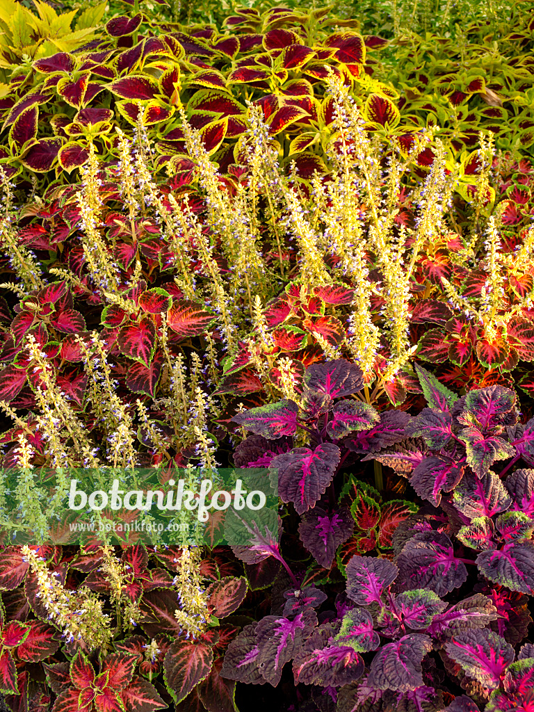 440005 - Buntnessel (Solenostemon scutellarioides syn. Coleus blumei)