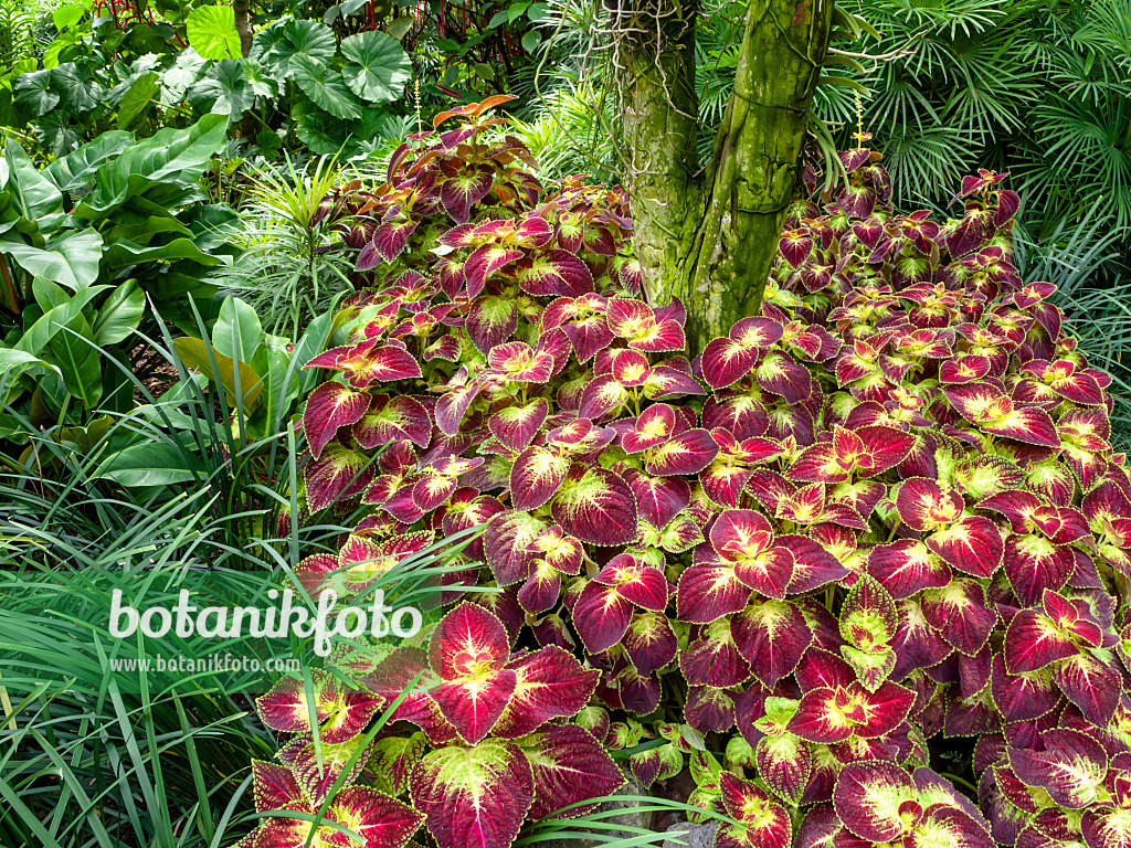 454145 - Buntnessel (Solenostemon scutellarioides syn. Coleus blumei)