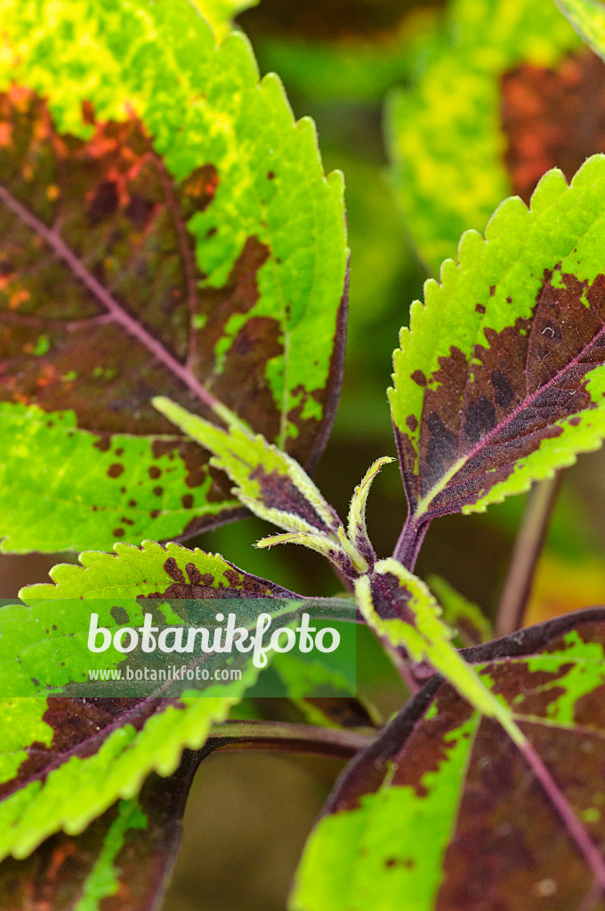 473210 - Buntnessel (Solenostemon scutellarioides syn. Coleus blumei)