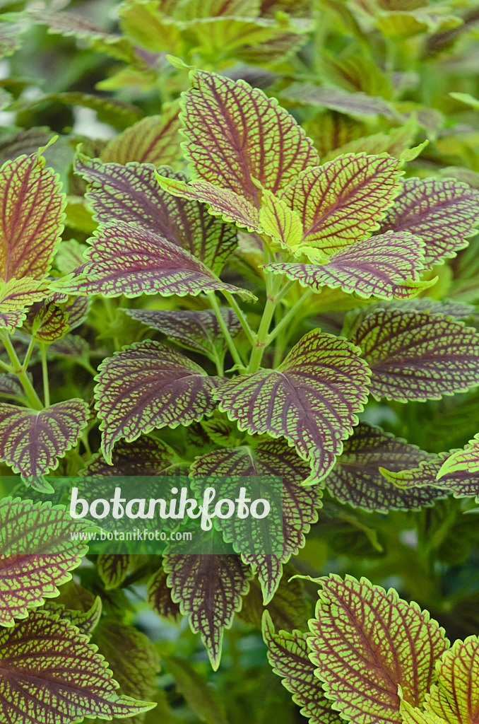 572005 - Buntnessel (Solenostemon scutellarioides syn. Coleus blumei)