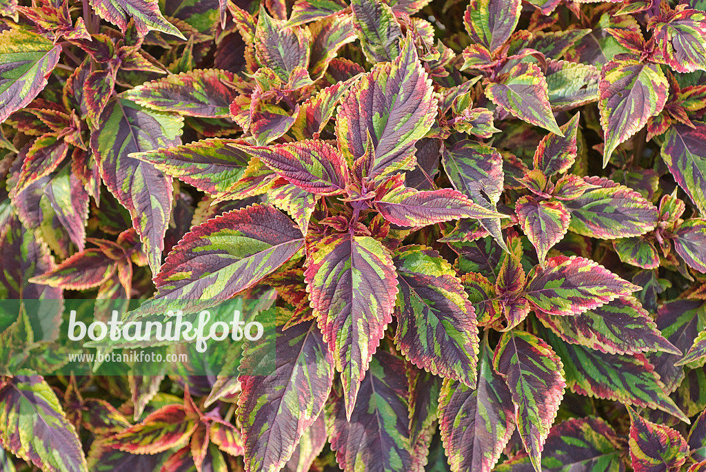 502157 - Buntnessel (Solenostemon scutellarioides 'Combat' syn. Coleus blumei 'Combat')