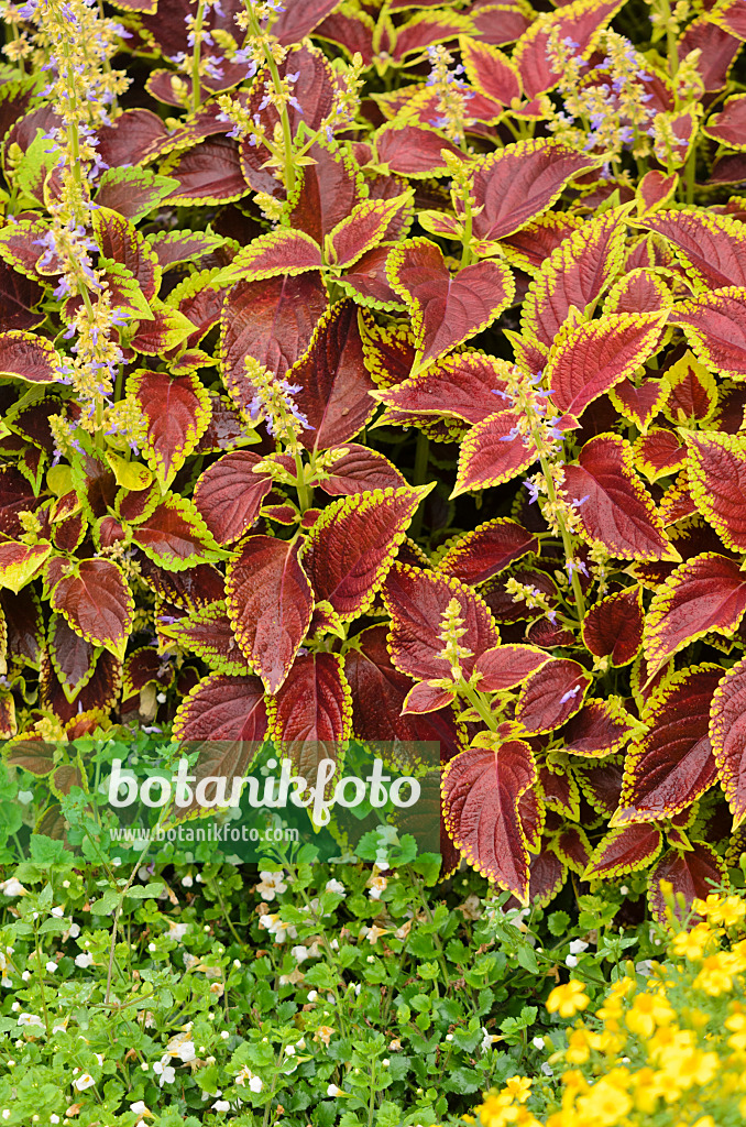 534379 - Buntnessel (Solenostemon scutellarioides 'Fireball' syn. Coleus blumei 'Fireball')