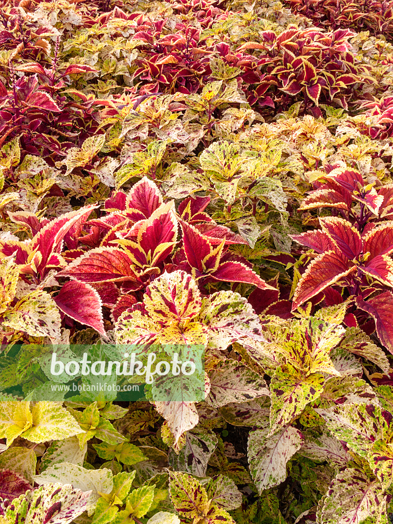 404006 - Buntnessel (Solenostemon scutellarioides 'Kiwi Fern' syn. Coleus blumei 'Kiwi Fern' und Solenostemon scutellarioides 'Wizard Sunset Orange' syn. Coleus blumei 'Wizard Sunset Orange')