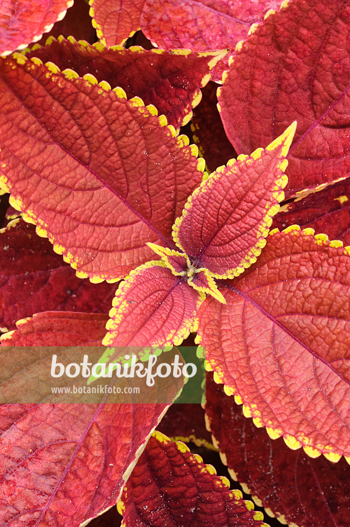 474255 - Buntnessel (Solenostemon scutellarioides 'Otto Mann' syn. Coleus blumei 'Otto Mann')