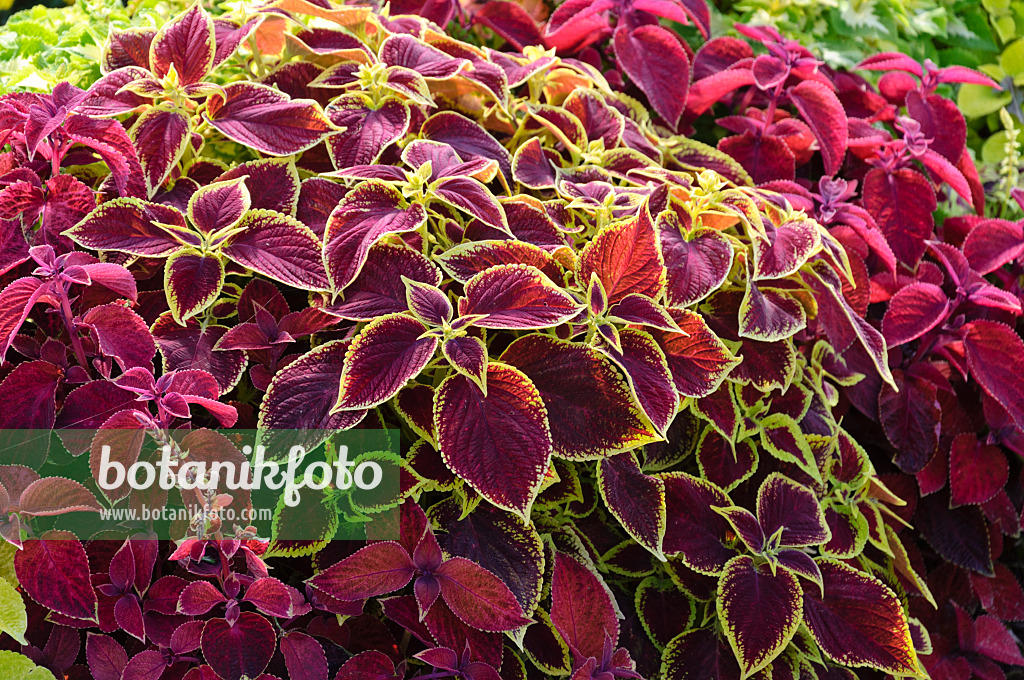 487287 - Buntnessel (Solenostemon scutellarioides 'Wizard Mix' syn. Coleus blumei 'Wizard Mix')