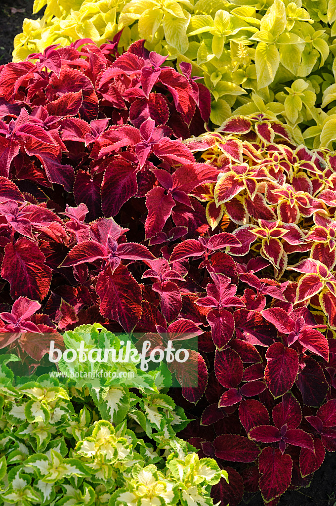 487289 - Buntnessel (Solenostemon scutellarioides 'Wizard Mix' syn. Coleus blumei 'Wizard Mix')