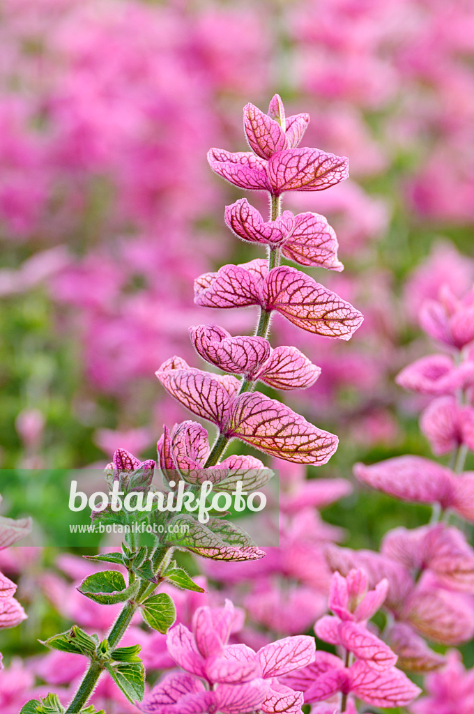 474510 - Buntschopfsalbei (Salvia viridis 'Pink Sunday' syn. Salvia horminum 'Pink Sunday')