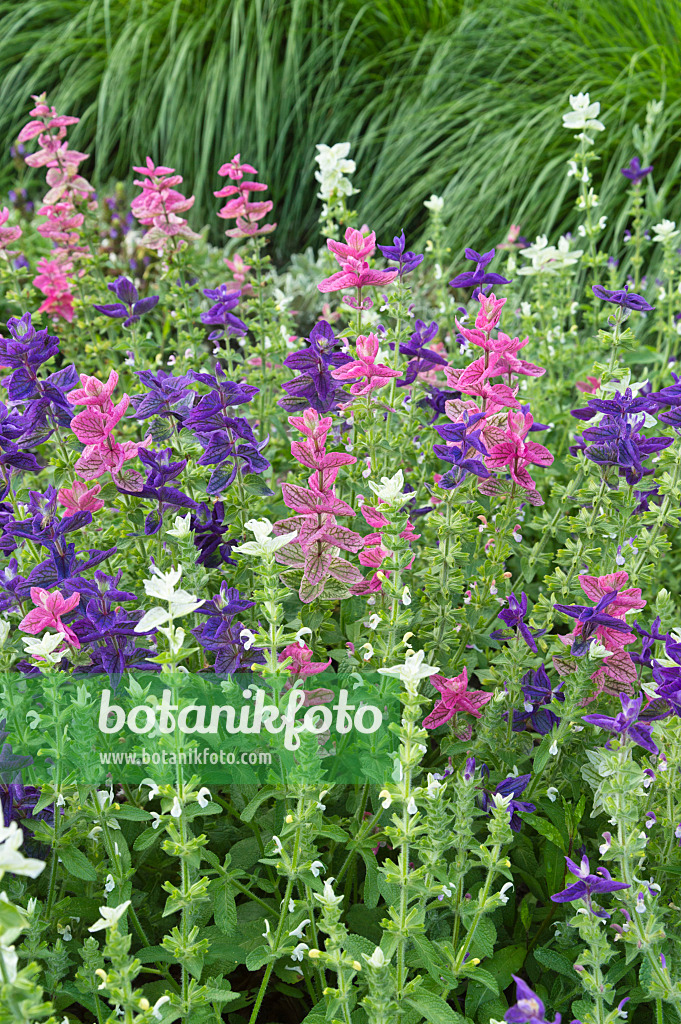 510039 - Buntschopfsalbei (Salvia viridis syn. Salvia horminum)