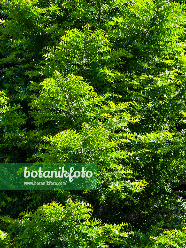 455379 - Bunya-Bunya-Baum (Araucaria bidwillii)