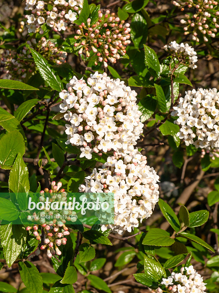 459024 - Burkwoods Schneeball (Viburnum x burkwoodii)