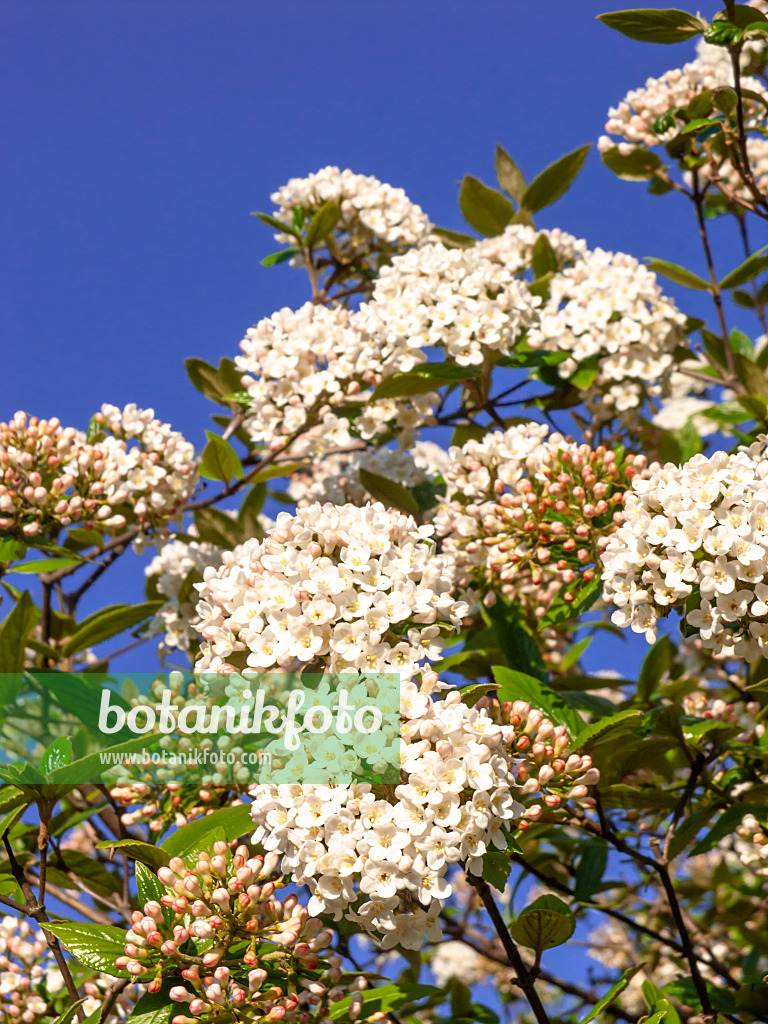 459025 - Burkwoods Schneeball (Viburnum x burkwoodii)