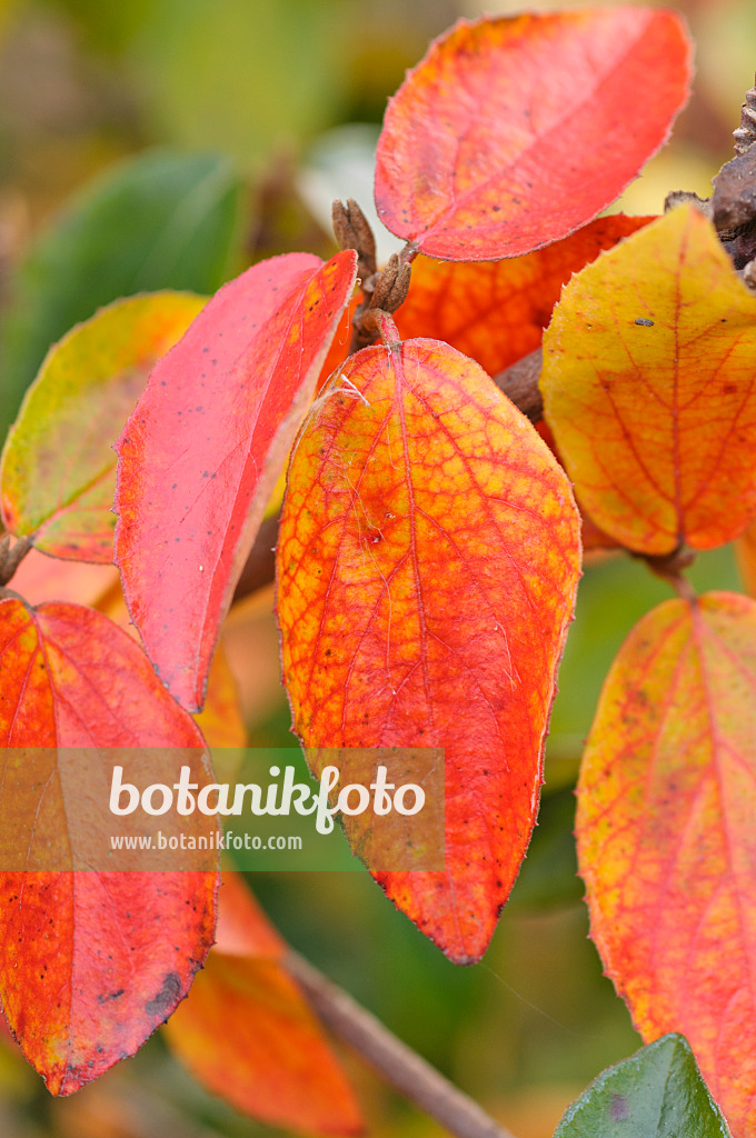 489142 - Burkwoods Schneeball (Viburnum x burkwoodii)