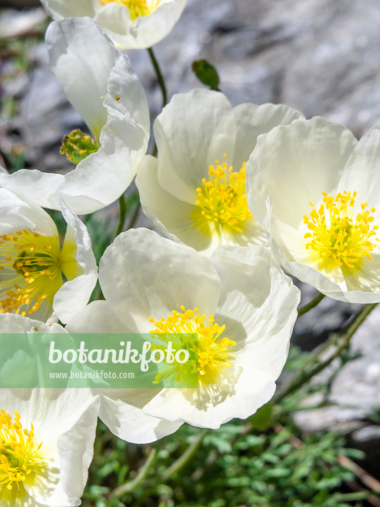 439315 - Bursers Alpen-Mohn (Papaver alpinum subsp. alpinum)