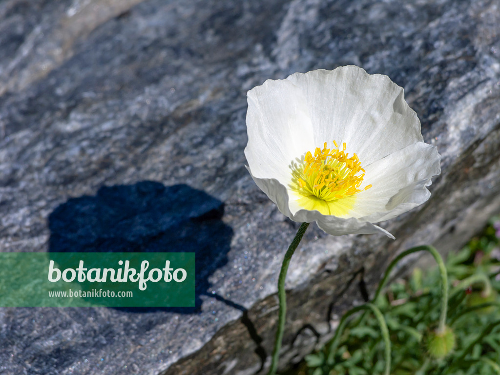 439317 - Bursers Alpen-Mohn (Papaver alpinum subsp. alpinum)