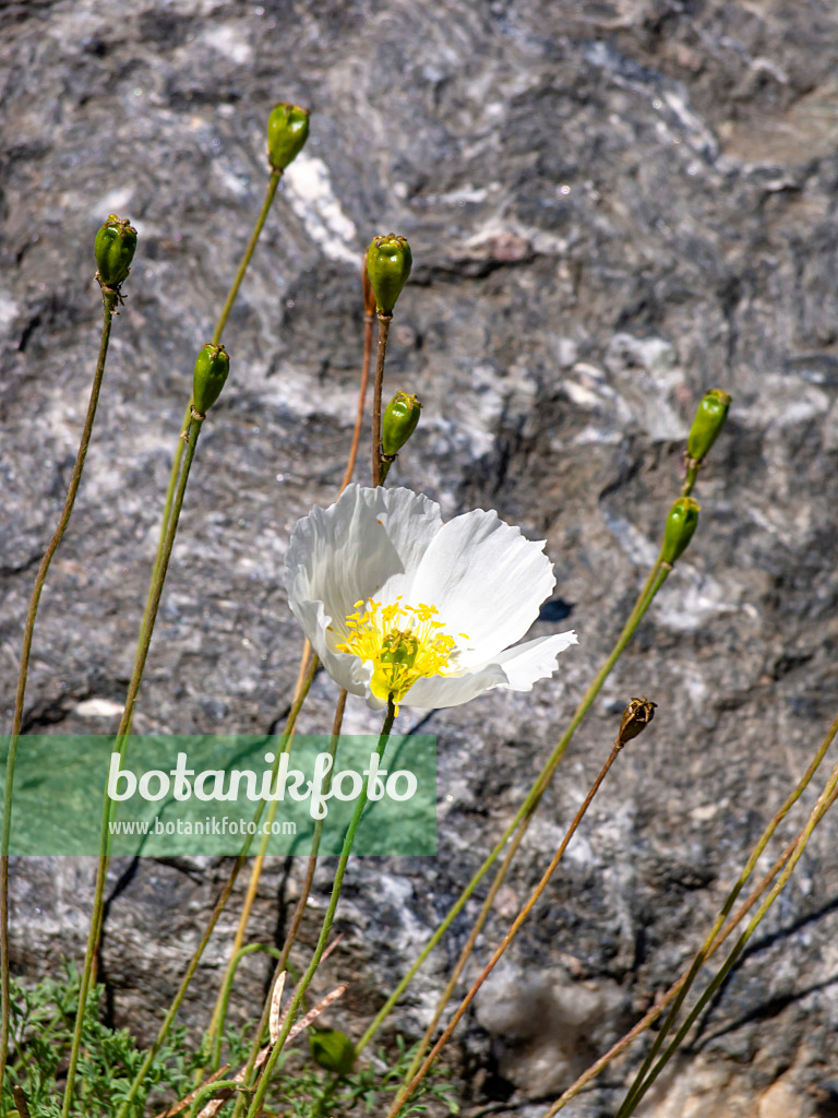 439318 - Bursers Alpen-Mohn (Papaver alpinum subsp. alpinum)