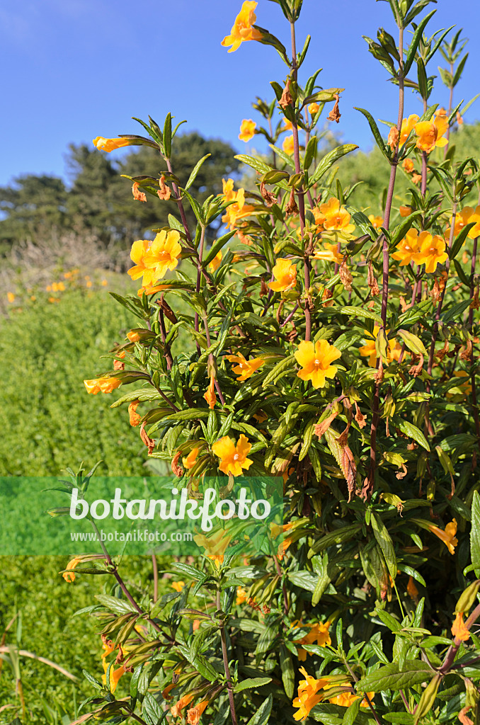 508464 - Buschige Gauklerblume (Mimulus aurantiacus)