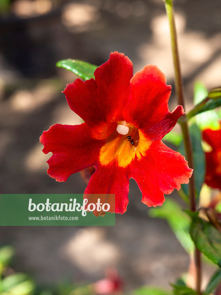 428222 - Buschige Gauklerblume (Mimulus aurantiacus var. puniceus)