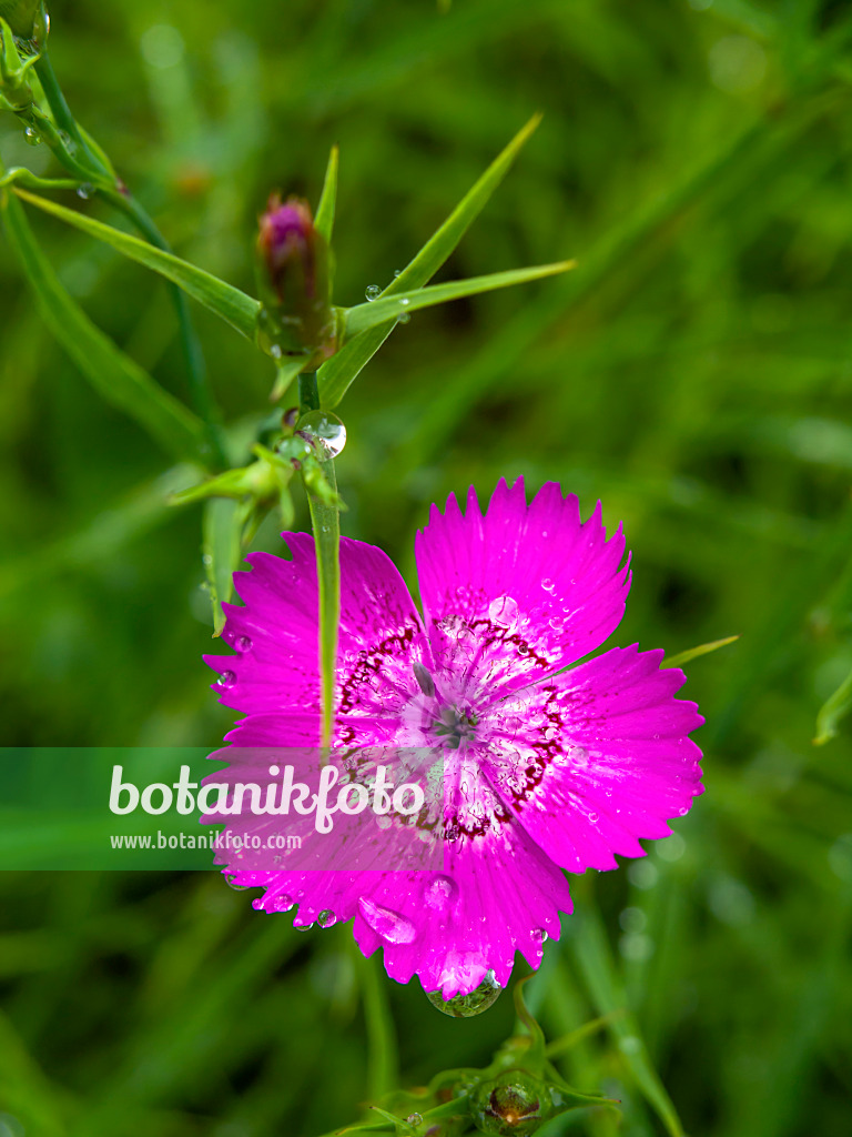 426319 - Buschnelke (Dianthus seguieri)