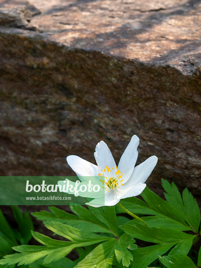 437184 - Buschwindröschen (Anemone nemorosa)