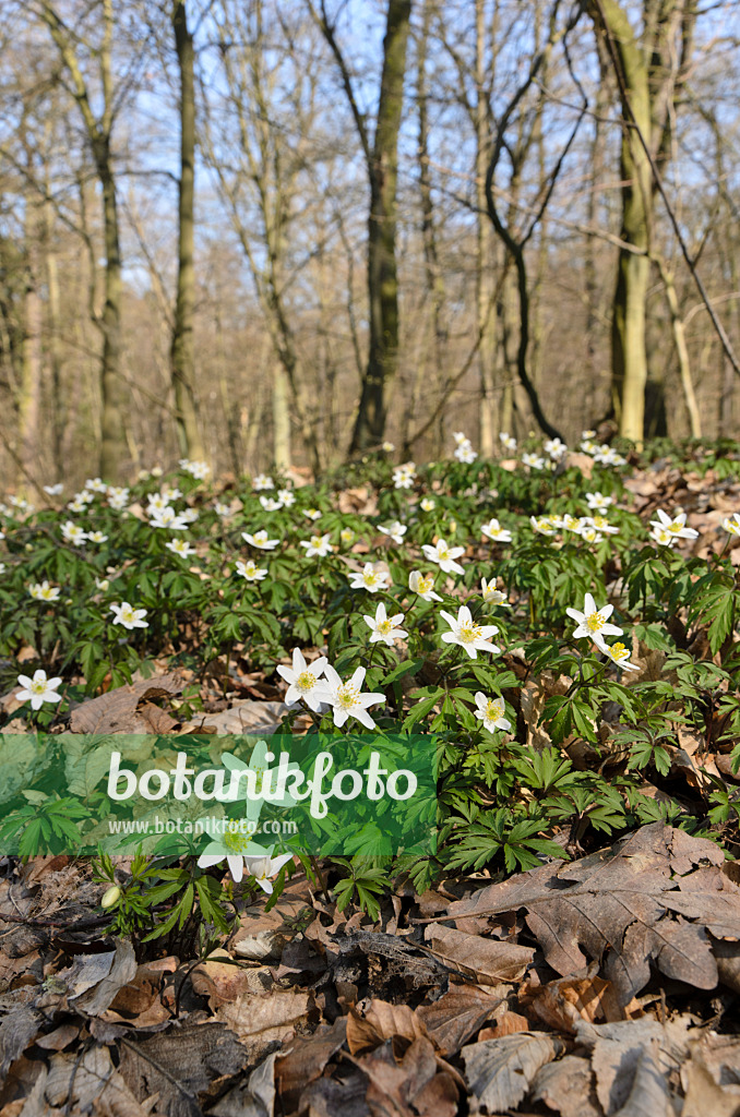 506076 - Buschwindröschen (Anemone nemorosa)