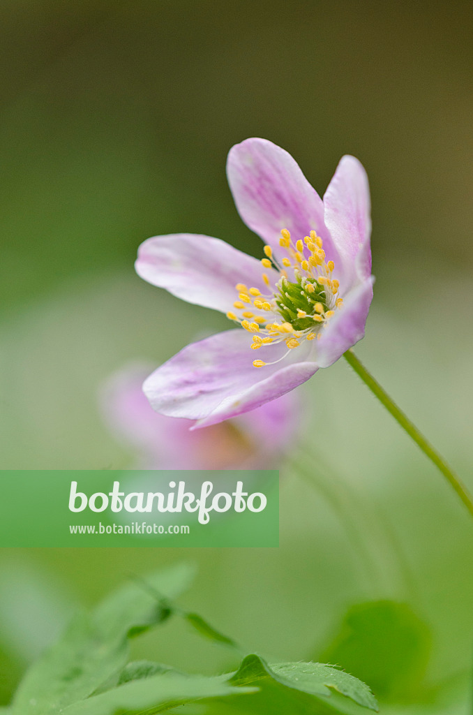 520010 - Buschwindröschen (Anemone nemorosa)