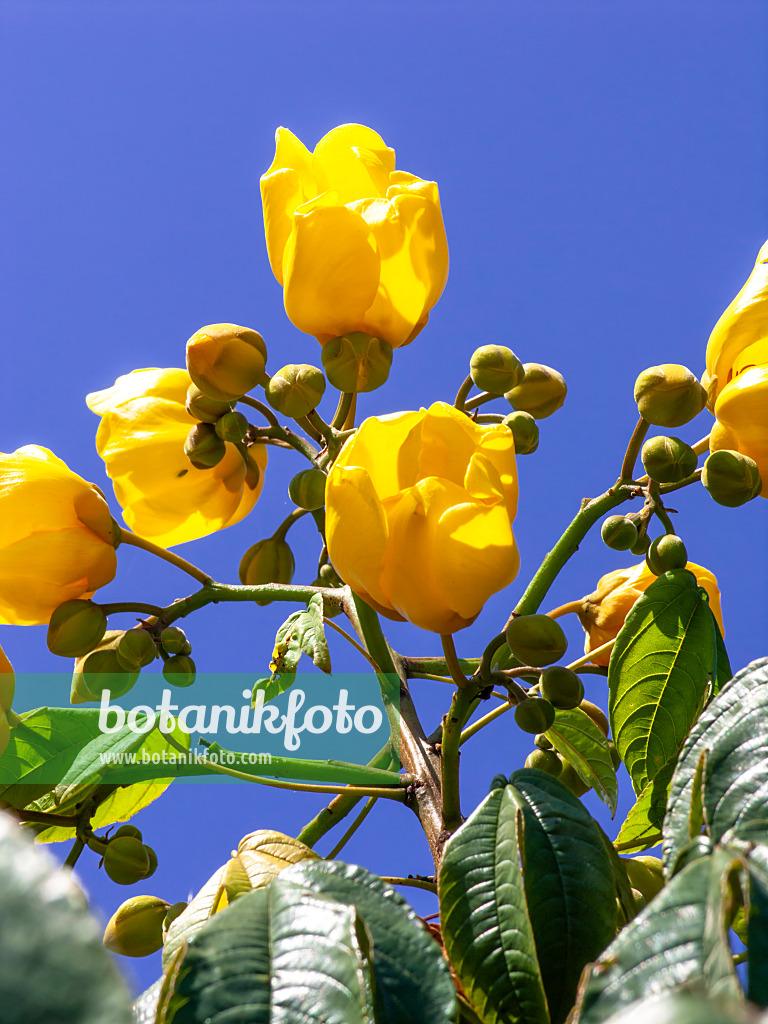 434293 - Butterblumenbaum (Cochlospermum religiosum)